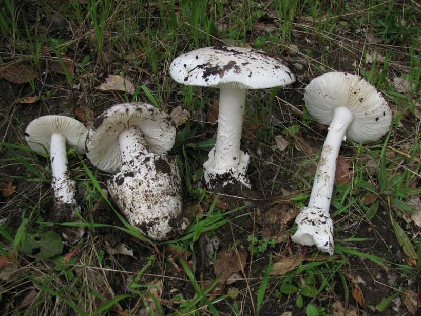 Amanita ocreata Western Destroying Angel identification β white cap toxic mushroom California