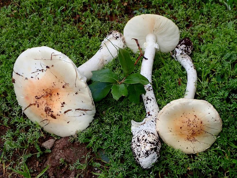 Amanita ocreata white cap gills and volva detail β Western Destroying Angel toxic mushroom identification features