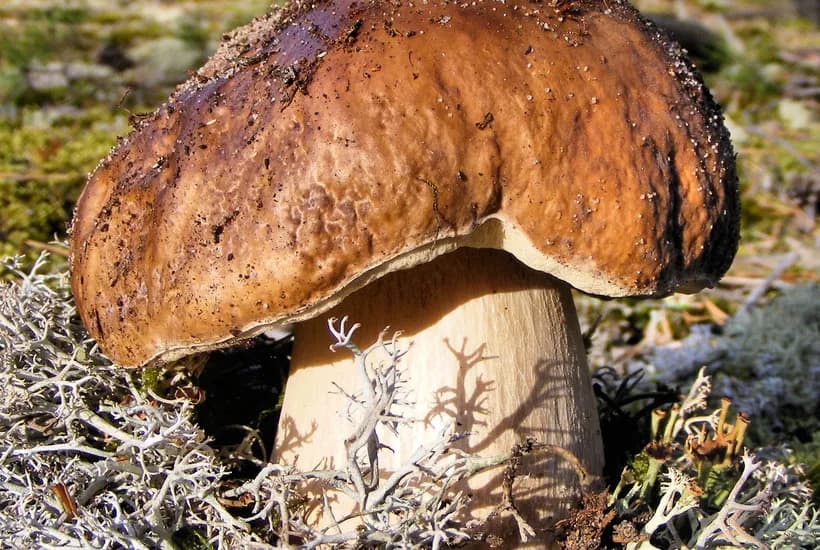Boletus edulis habitat β porcini king bolete growing in natural forest environment