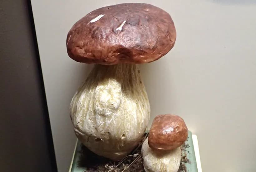 Boletus edulis porcini mushroom identification β king bolete specimen showing cap and stem