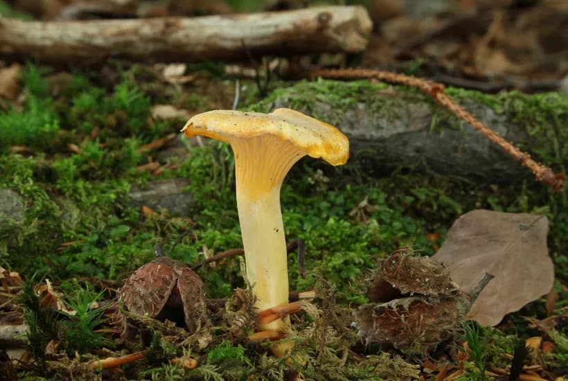 Cantharellus cibarius chanterelle mushroom identification β golden chanterelle specimen showing cap and stem