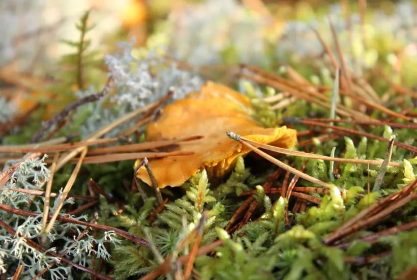 Cantharellus cibarius habitat β golden chanterelle growing on forest floor among moss and leaf litter