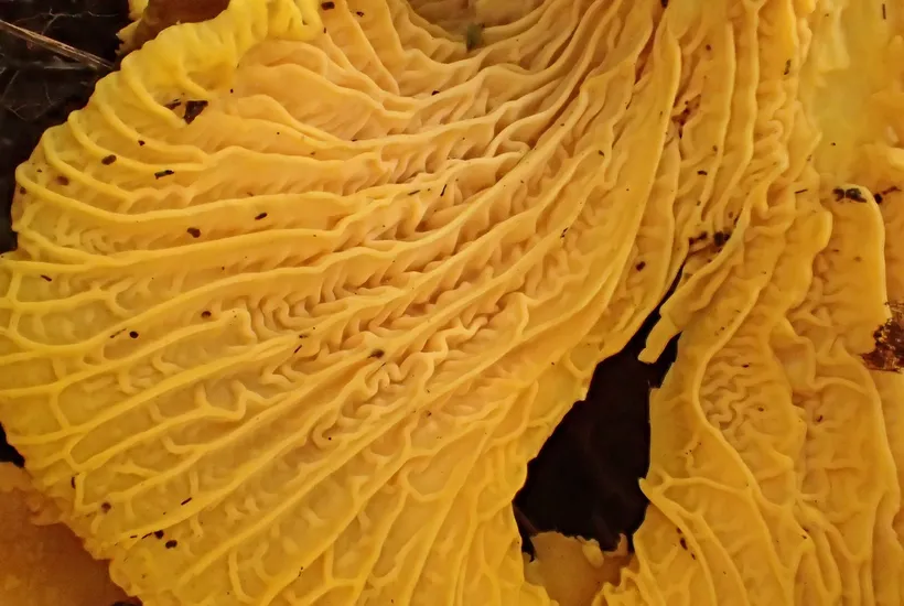 Chanterelle false gills ridges β Cantharellus cibarius forked hymenium underside close-up