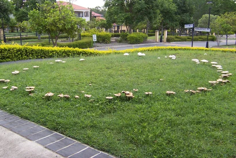 Chlorophyllum molybdites fairy ring growing in suburban lawn β poisonous lawn mushroom habitat