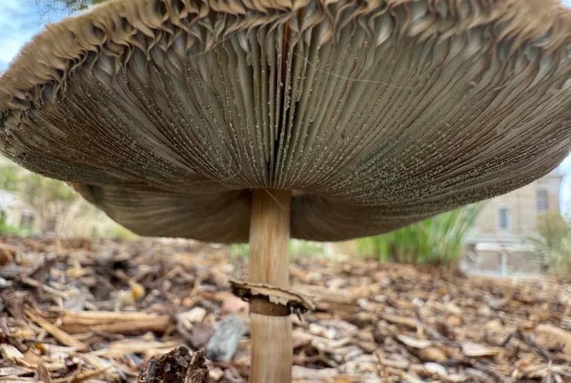 Chlorophyllum molybdites green spores β green-spored parasol showing distinctive spore color