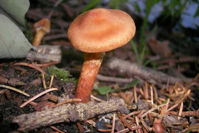 Cortinarius rubellus cap and stem detail β deadly cortinarius showing fibrous rusty-orange features