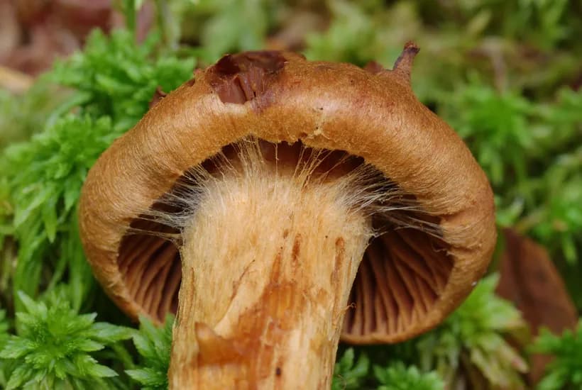 Cortinarius rubellus deadly webcap mushroom identification β rusty-orange cap in coniferous forest
