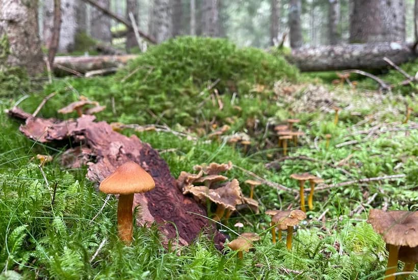 Cortinarius rubellus growing in woodland habitat near edible chanterelles β deadly webcap forest setting