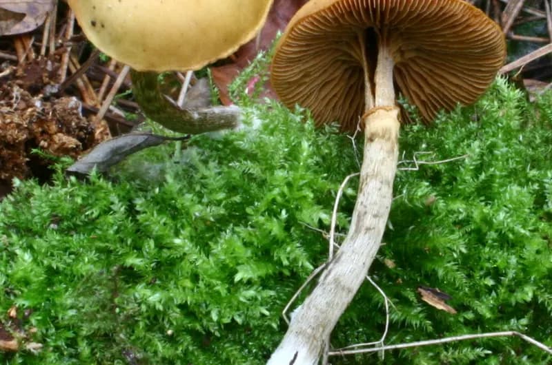 Galerina marginata deadly galerina mushroom cap and stem detail