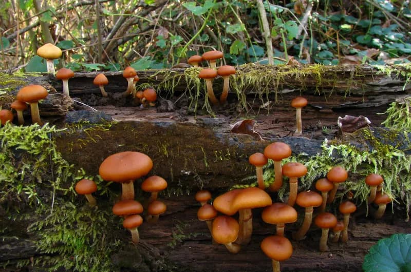 Galerina marginata funeral bell identification β small brown poisonous mushroom growing on wood