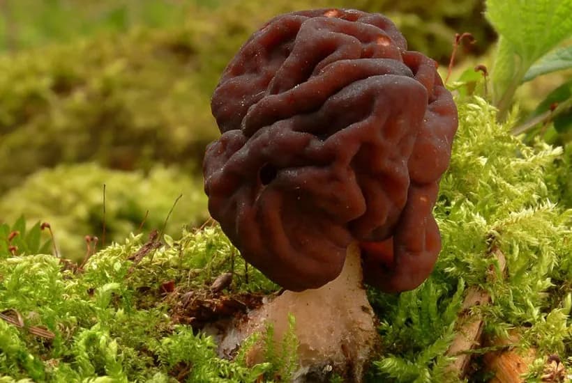 Gyromitra esculenta false morel identification β brain-like wrinkled cap in forest setting