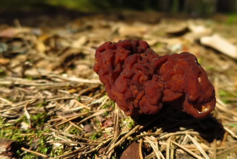 Gyromitra esculenta growing in natural forest habitat near coniferous trees in Estonia