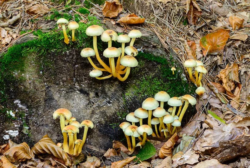 Hypholoma fasciculare growing on decaying wood in woodland β sulfur tuft habitat identification