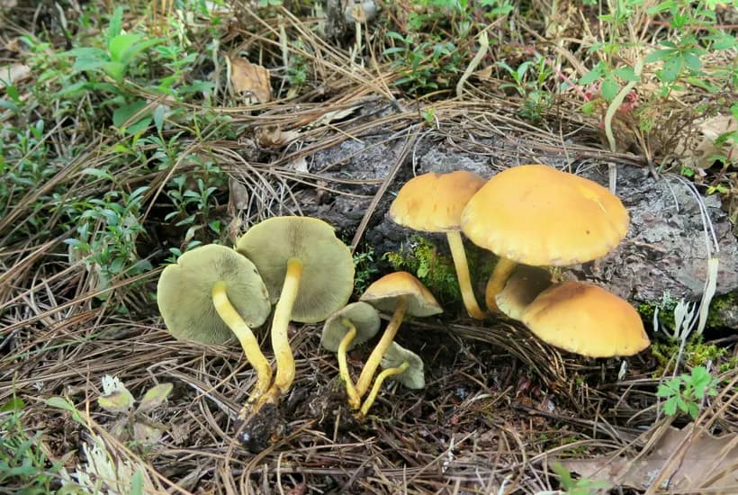 Hypholoma fasciculare sulfur tuft mushroom identification β bright yellow clustered caps on wood