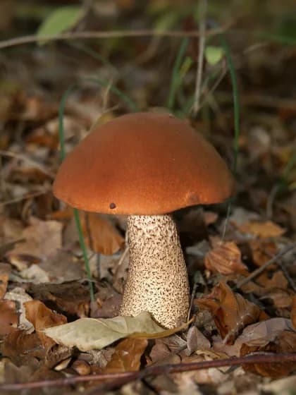Leccinum aurantiacum orange birch bolete β reddish orange cap Leccinum species in woodland
