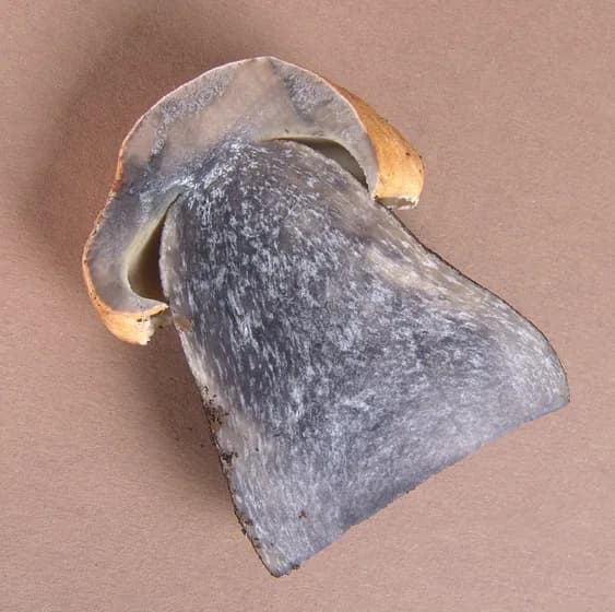 Leccinum mushroom pores cross section identification β cut Leccinum aurantiacum showing internal tube structure