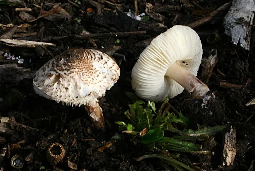 Lepiota brunneoincarnata cap scales and stem detail β deadly dapperling mushroom close-up identification