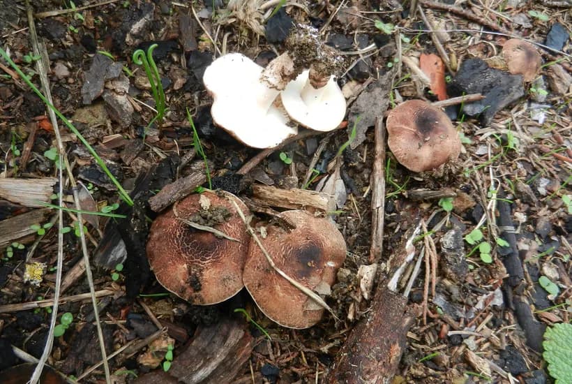 Lepiota brunneoincarnata growing in grassland habitat β toxic small white mushroom in natural setting