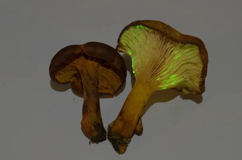 Omphalotus illudens bioluminescent mushroom glowing green in the dark