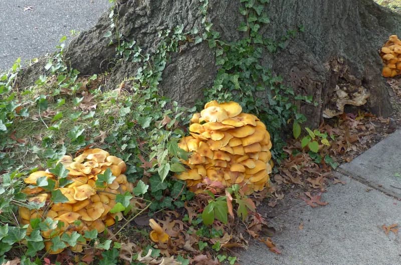Omphalotus illudens jack-o'-lantern mushroom identification β bright orange clusters growing at tree base