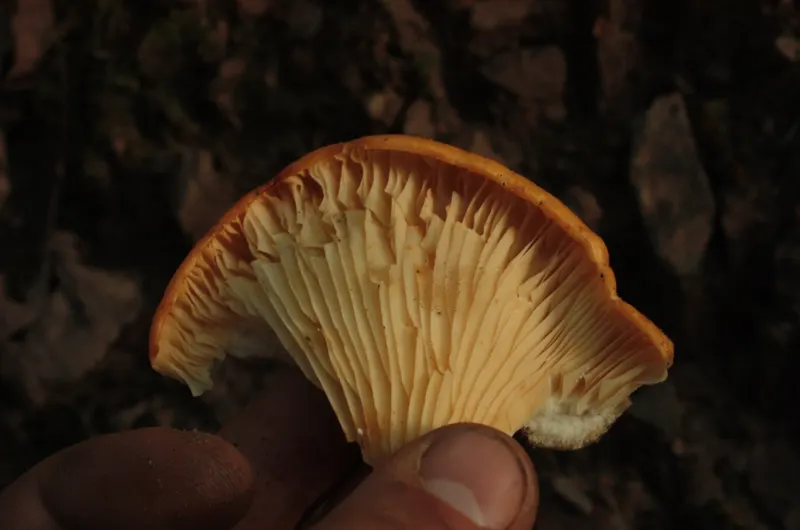 Omphalotus illudens orange toxic mushroom gill and cap close-up detail