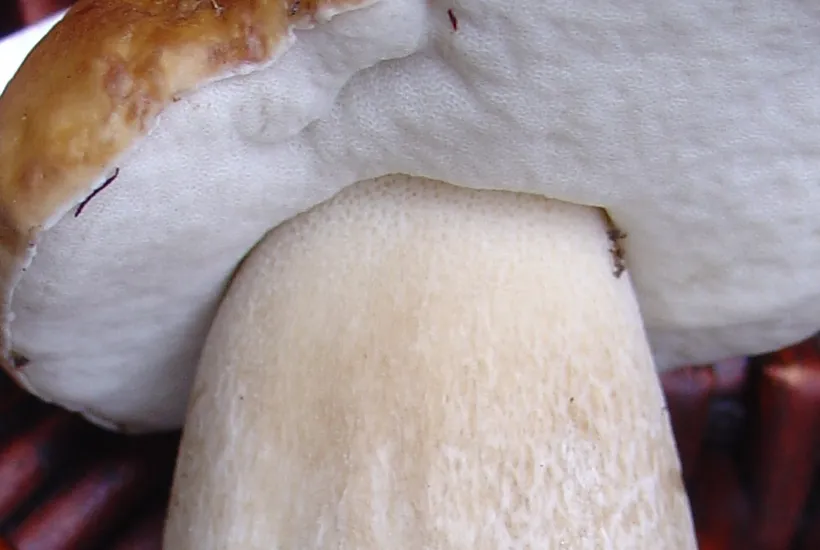 Porcini mushroom pore surface β Boletus edulis white hymenium underside close-up