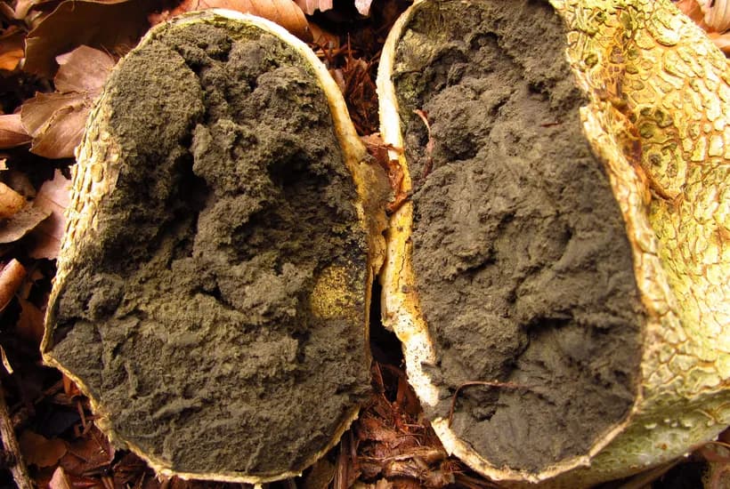 Scleroderma citrinum cross-section showing dark purple-black spore mass interior β earthball vs puffball identification