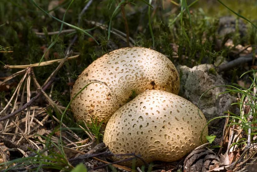 Scleroderma citrinum earthball mushroom identification β round yellowish-brown specimen with warty surface