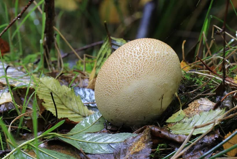 Scleroderma citrinum growing in woodland habitat β common earthball near tree roots on forest floor