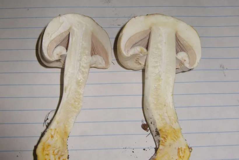 Yellow stainer mushroom staining reaction β bright yellow discoloration when cut open