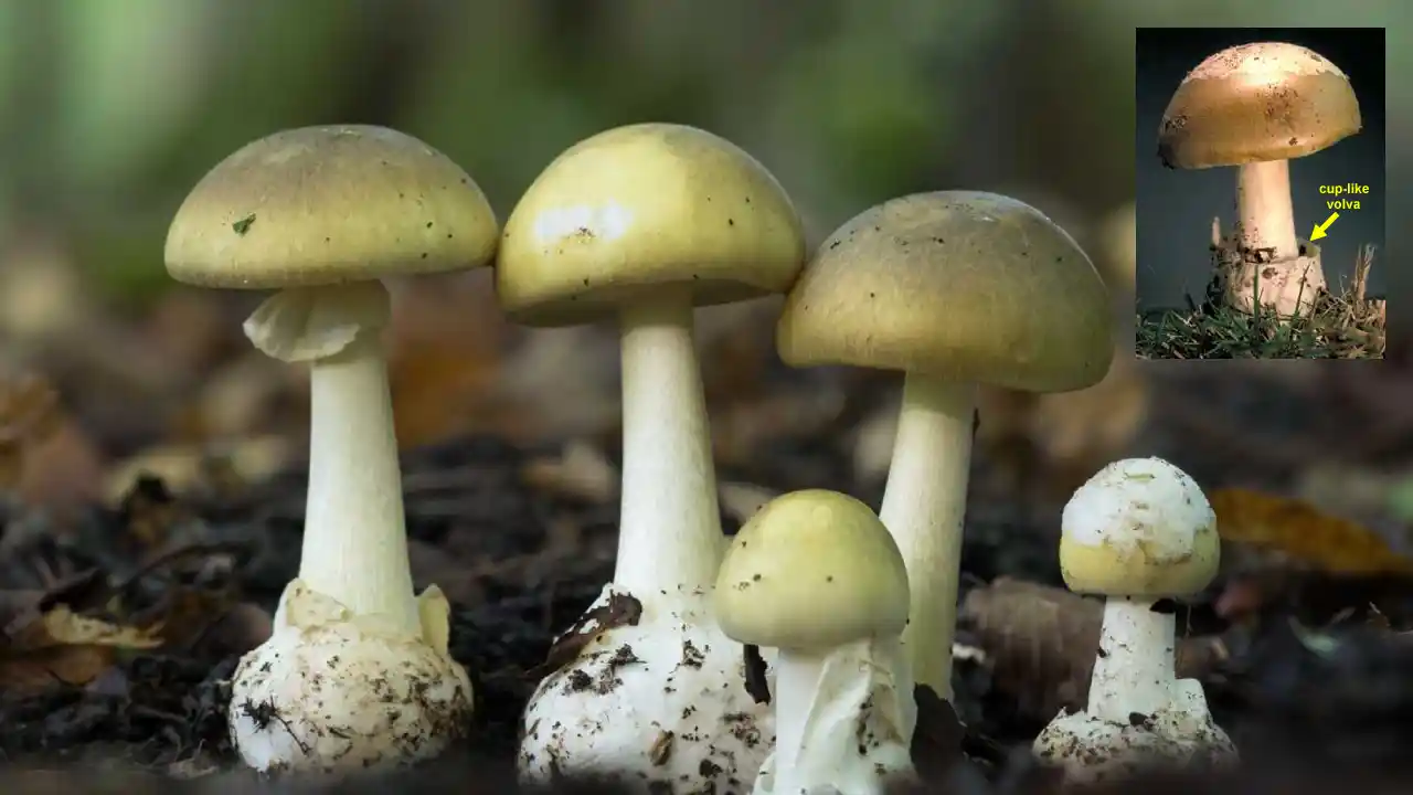 Death Cap Mushroom Identification: How to Recognize and Avoid the Most Dangerous Mushroom?