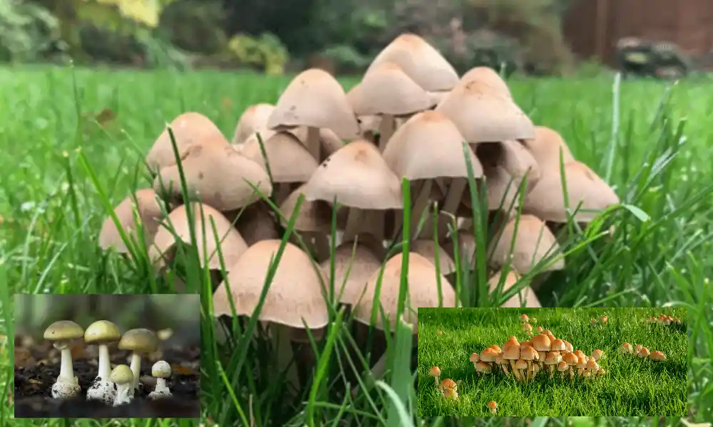 Garden Mushroom Identification: How to Safely Identify Mushrooms in Your Yard?
