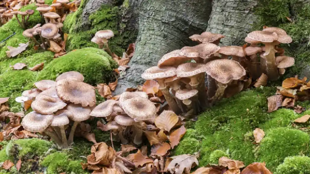 Tree Mushroom Identification: How to Identify Mushrooms Growing on Trees