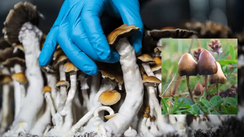 Psychedelic Mushroom Identification Guide