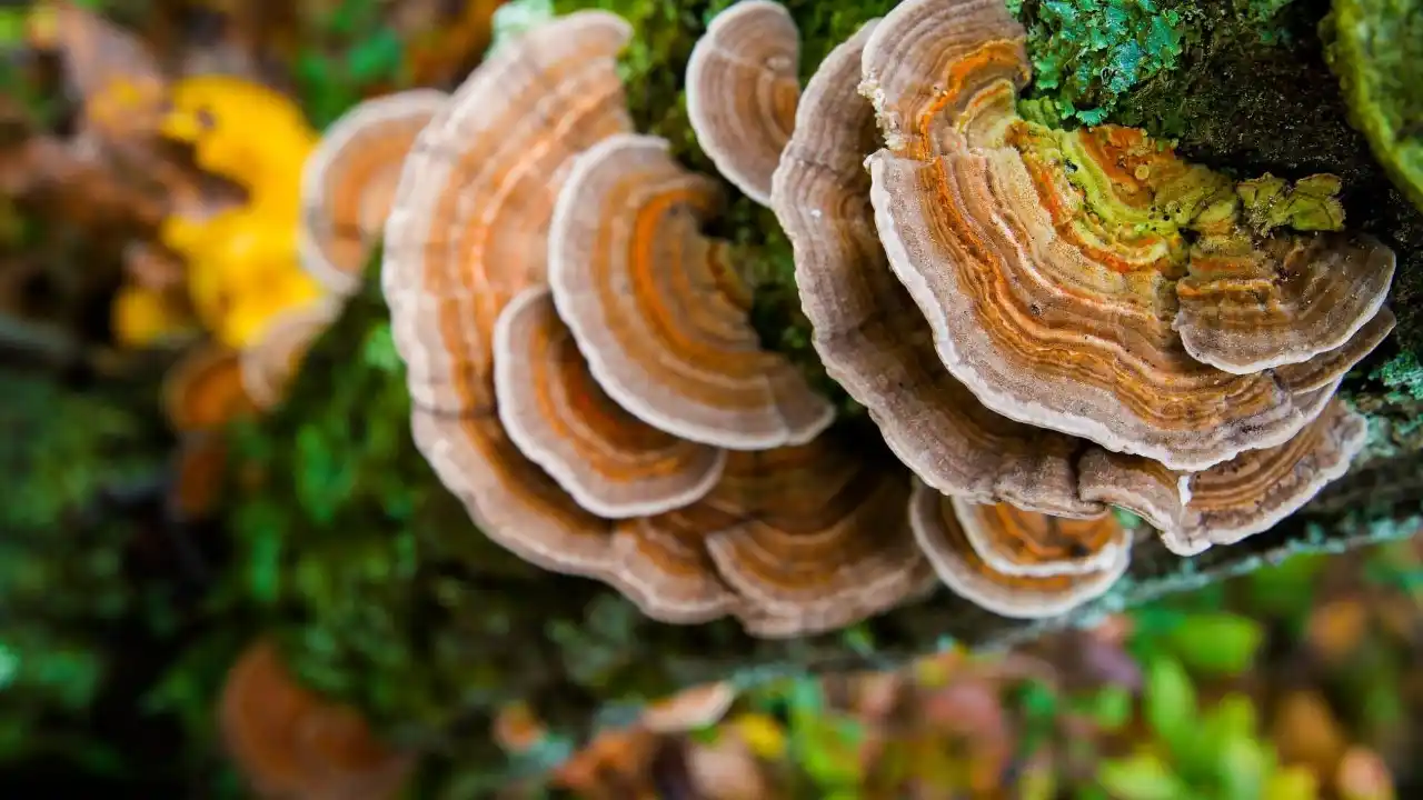 turkey tail mushroom identification identification guide