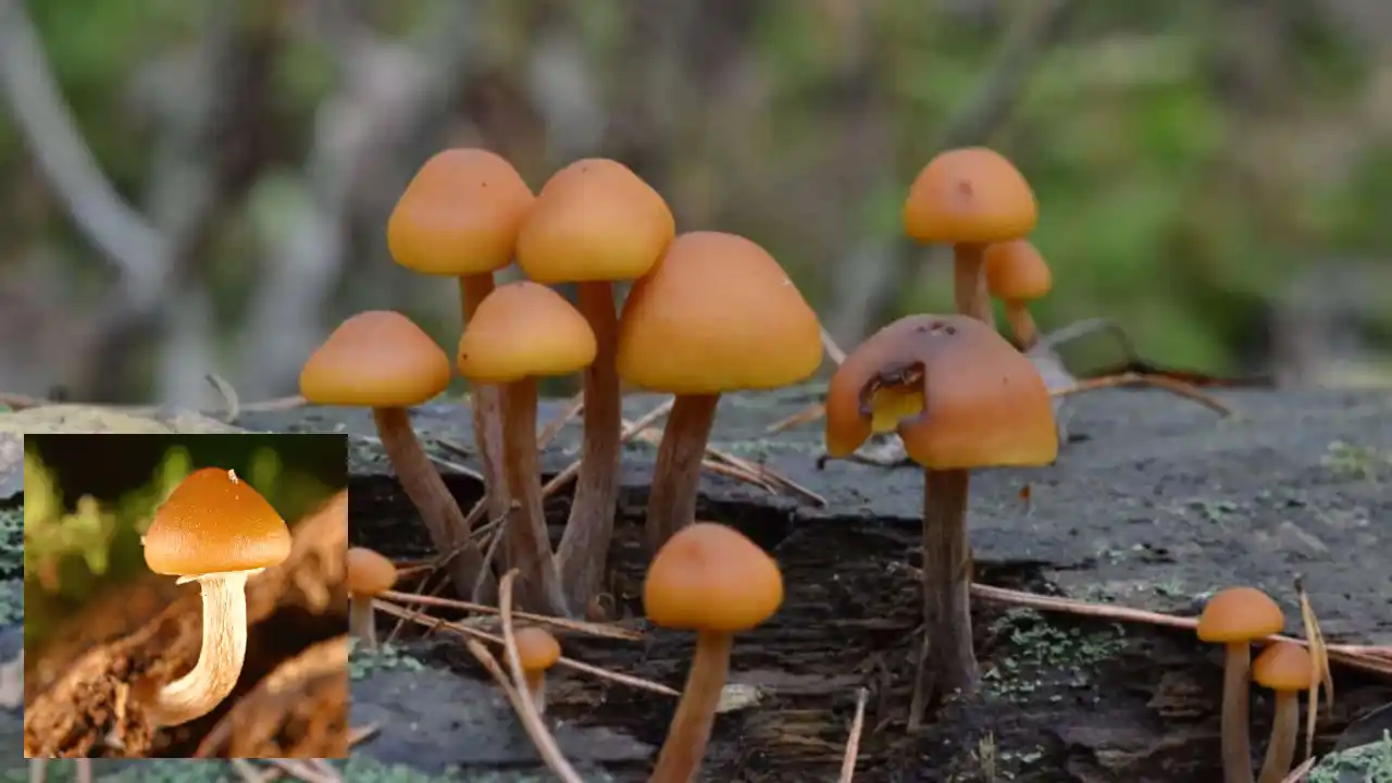 brown mushroom identification guide identification guide