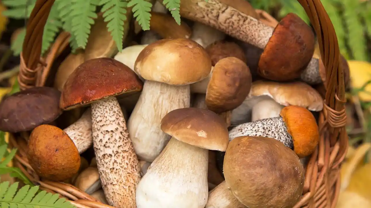 wild mushroom identification guide identification guide