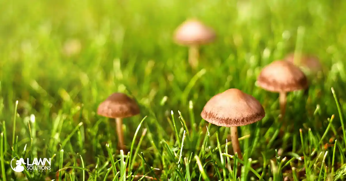 backyard mushroom identification guide identification guide