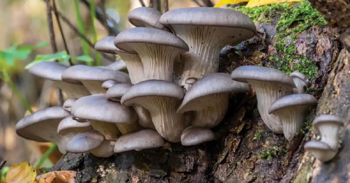 oyster mushroom identification guide identification guide