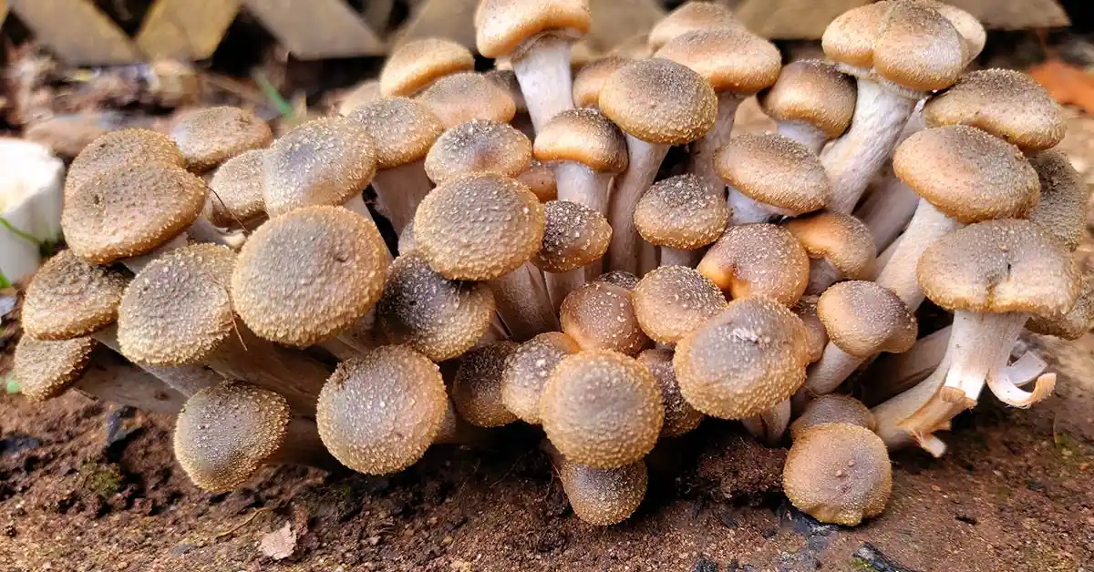 honey mushroom identification guide identification guide