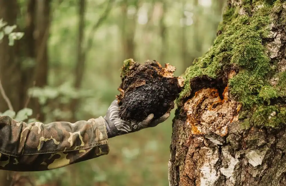 inonotus obliquus chaga identification guide
