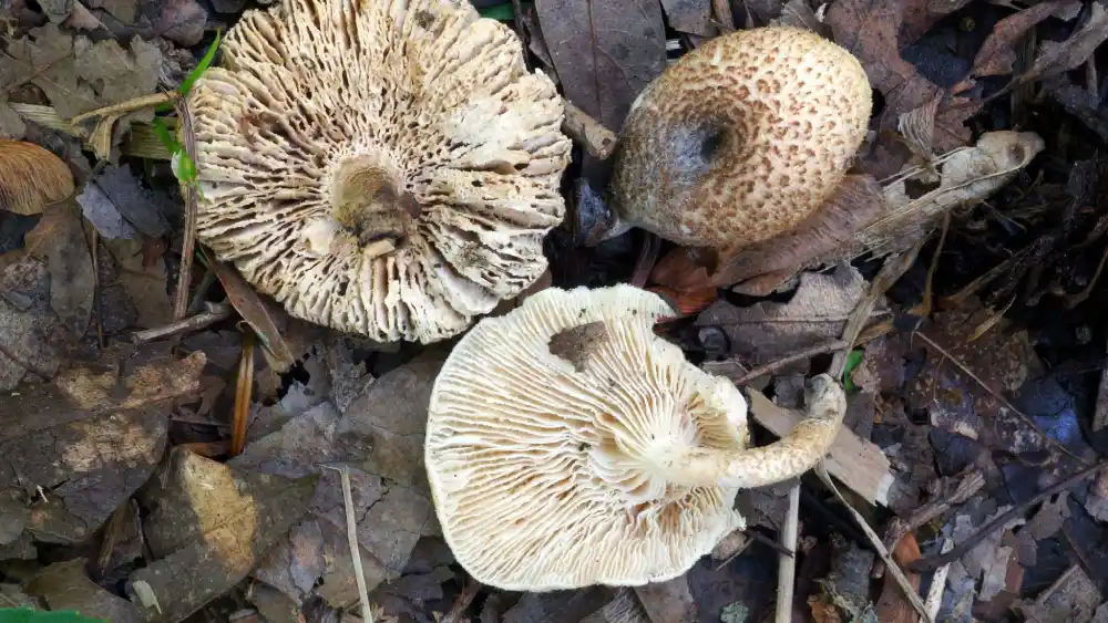 lentinus crinitus identification guide